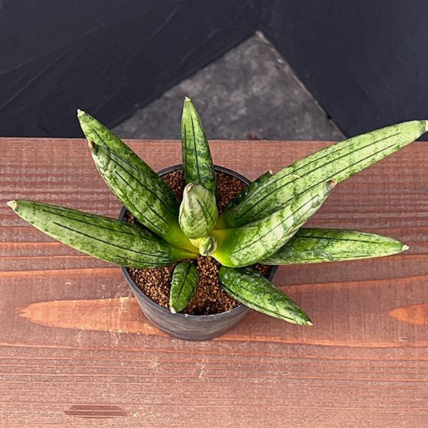 サンセベリア：ヘッジホッグ　2.5号鉢植え