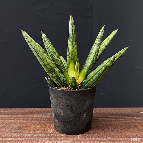 サンセベリア：ヘッジホッグ　2.5号鉢植え