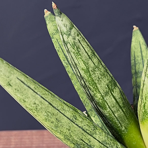 サンセベリア：ヘッジホッグ　2.5号鉢植え
