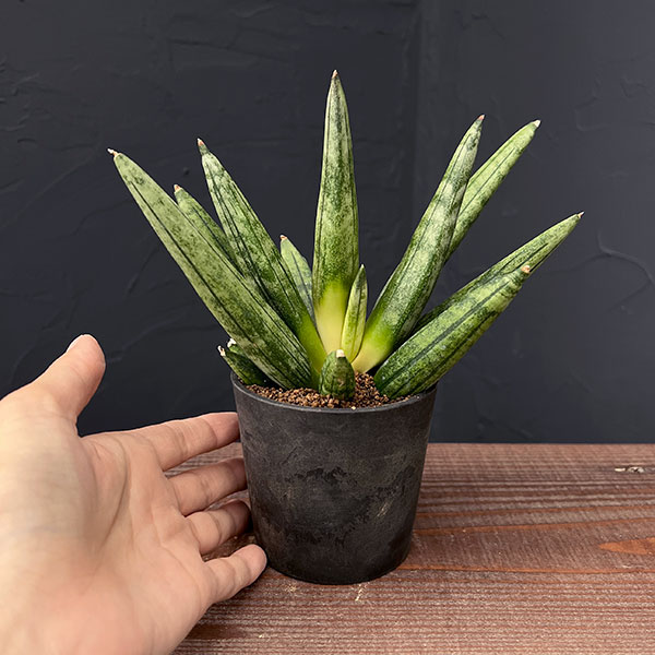 サンセベリア：ヘッジホッグ　2.5号鉢植え