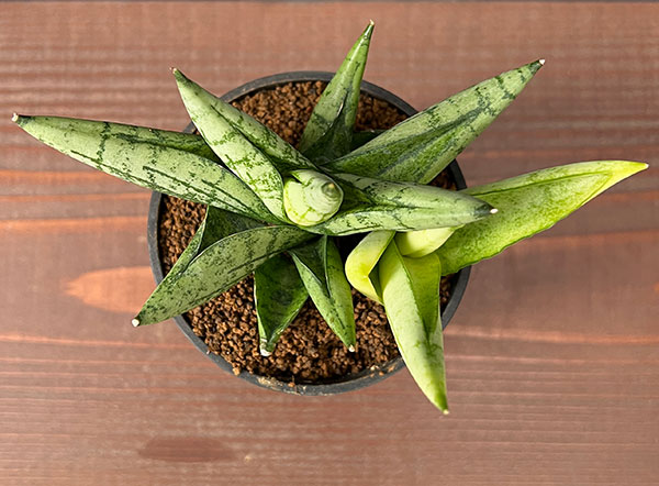 サンセベリア：ミニゴールド　2.5号鉢植え