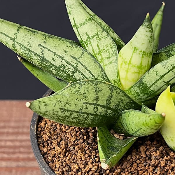 サンセベリア：ミニゴールド　2.5号鉢植え