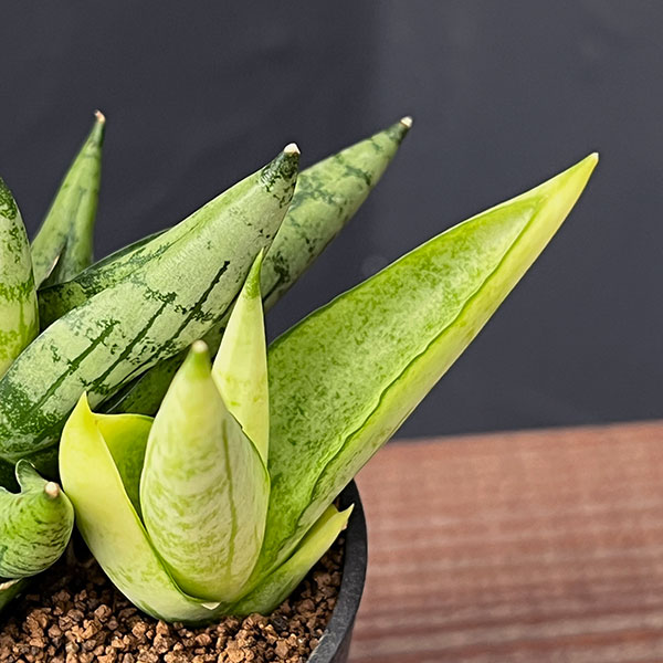 サンセベリア：ミニゴールド　2.5号鉢植え