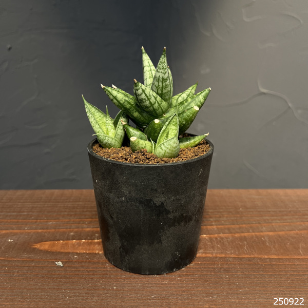 サンセベリア:ミンマニー 2.5号鉢植え