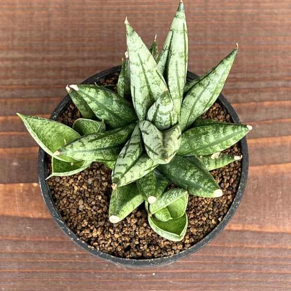 サンセベリア:ミンマニー 2.5号鉢植え