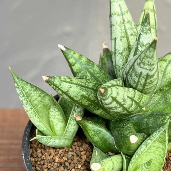 サンセベリア:ミンマニー 2.5号鉢植え