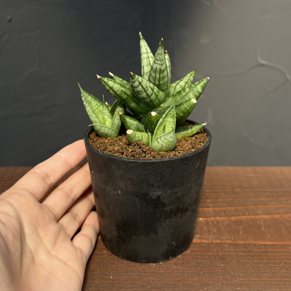 サンセベリア:ミンマニー 2.5号鉢植え