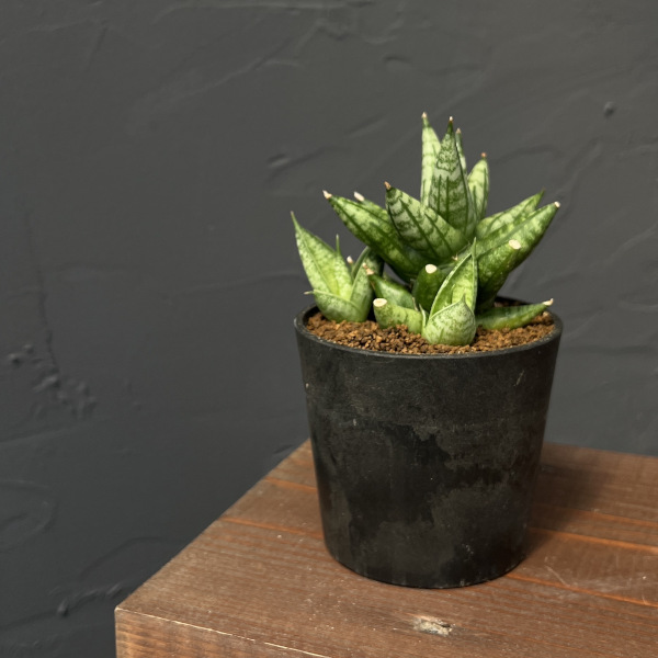 サンセベリア:ミンマニー 2.5号鉢植え