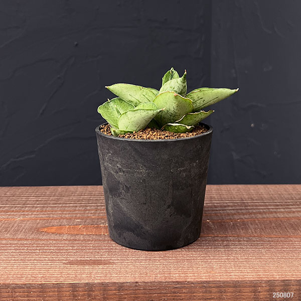 サンセベリア:マーディ 2.5号鉢植え