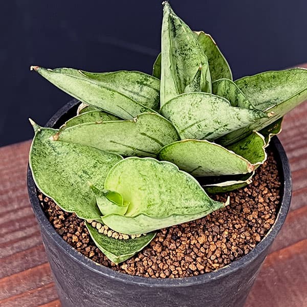 サンセベリア:マーディ 2.5号鉢植え