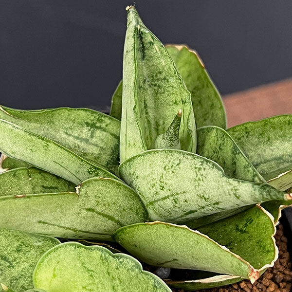 サンセベリア:マーディ 2.5号鉢植え