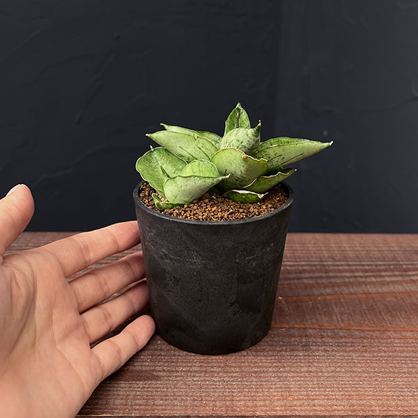 サンセベリア:マーディ 2.5号鉢植え