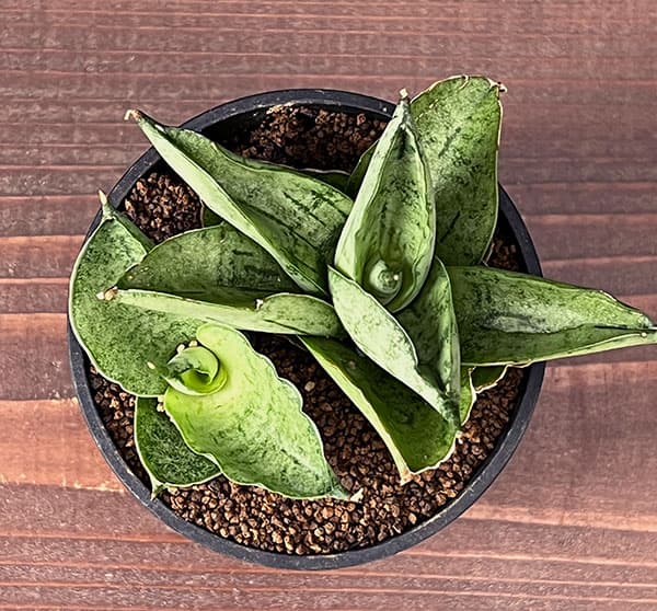 サンセベリア:マーディ 2.5号鉢植え