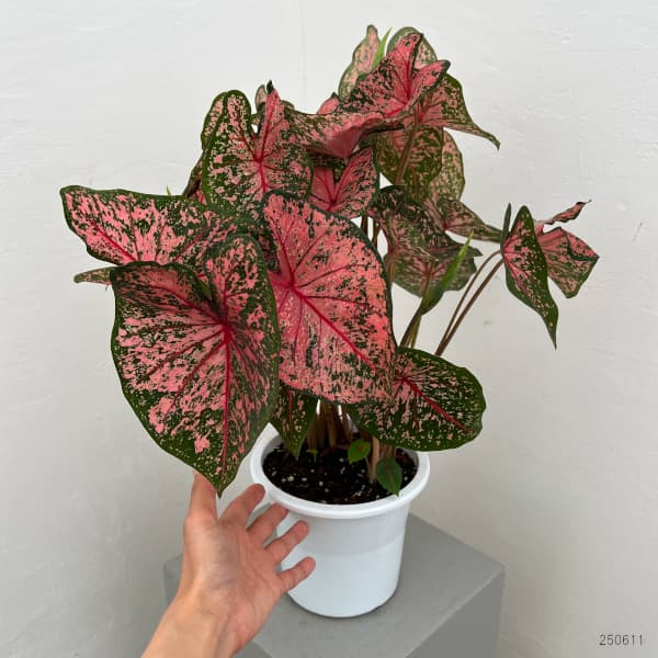 カラジュウム:ピンクビューティ 5号鉢植え