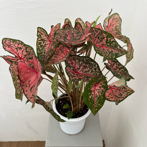 カラジュウム:ピンクビューティ 5号鉢植え