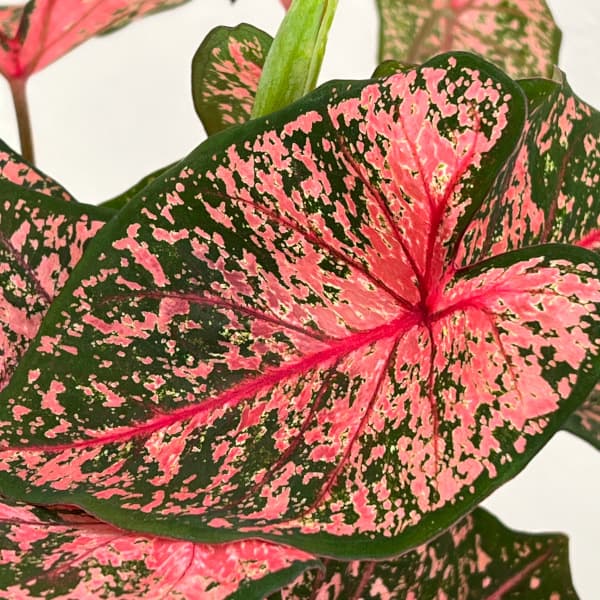 カラジュウム:ピンクビューティ 5号鉢植え