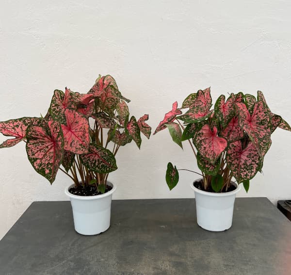 カラジュウム:ピンクビューティ 5号鉢植え