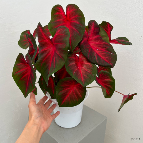 カラジュウム:レッドアラート 5号鉢植え