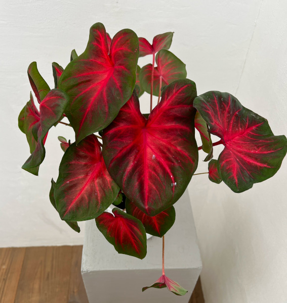 カラジュウム:レッドアラート 5号鉢植え