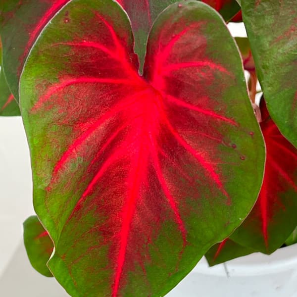 カラジュウム:レッドアラート 5号鉢植え