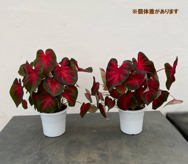 カラジュウム:レッドアラート 5号鉢植え