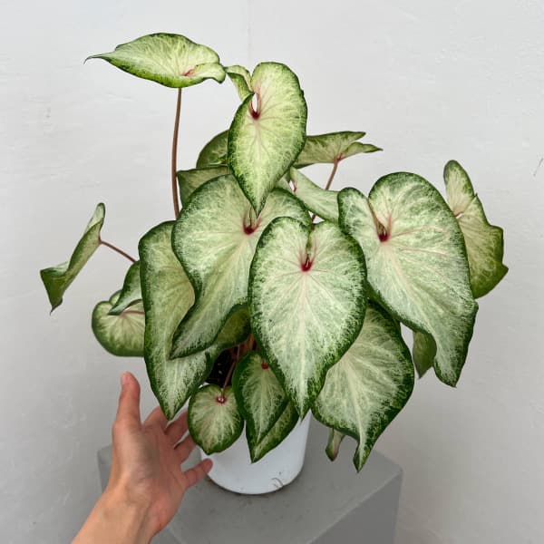 カラジュウム:ホワイトデライト 5号鉢植え