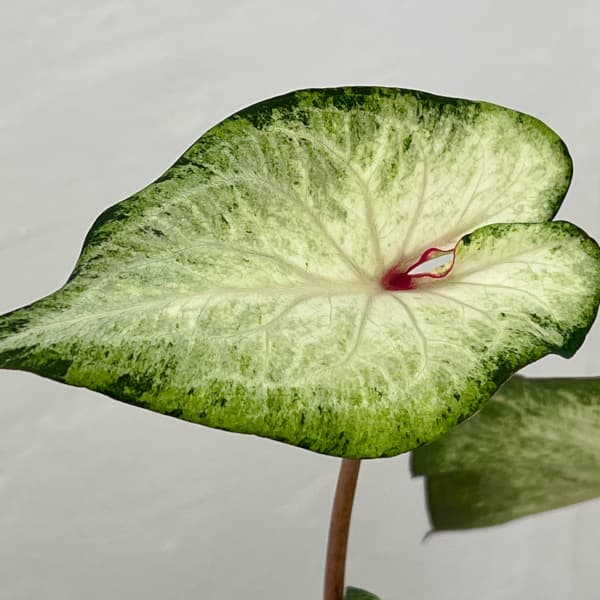 カラジュウム:ホワイトデライト 5号鉢植え