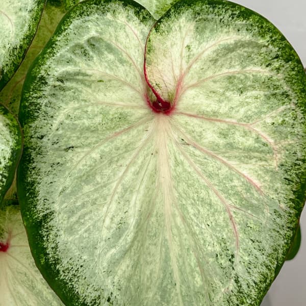 カラジュウム:ホワイトデライト 5号鉢植え