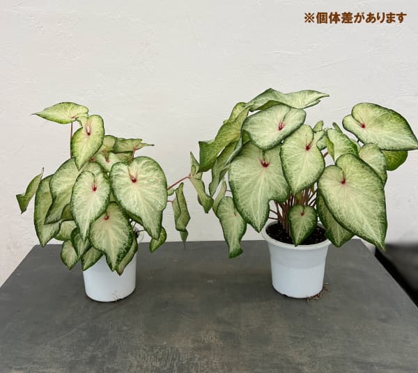 カラジュウム:ホワイトデライト 5号鉢植え