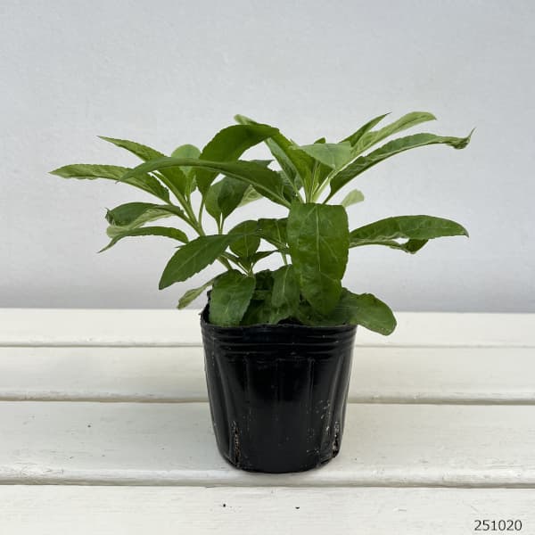 ベロニカ:スノーキャンドル3号ポット