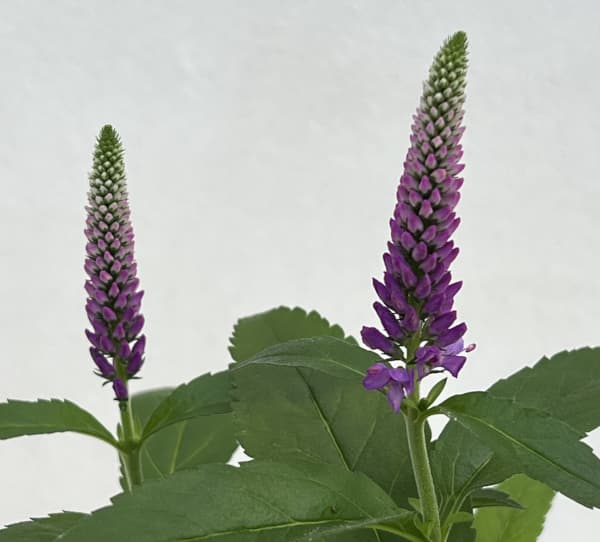 ベロニカ：パープルガムキャンドル3号ポット