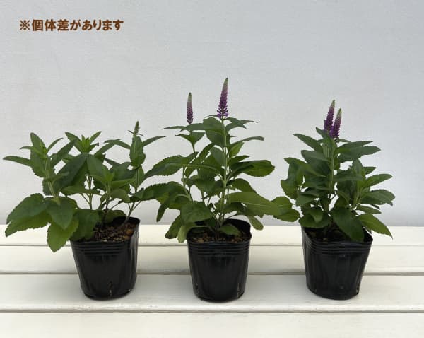 ベロニカ：パープルガムキャンドル3号ポット