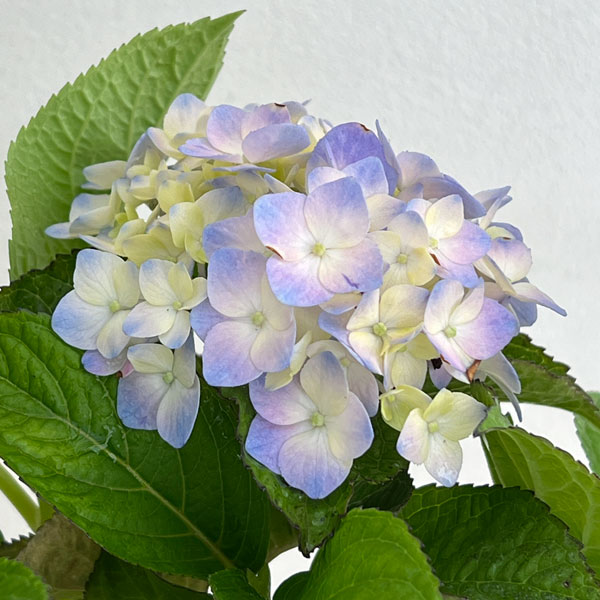 アジサイ：サマーメドレー ペールシャボン5号鉢植え