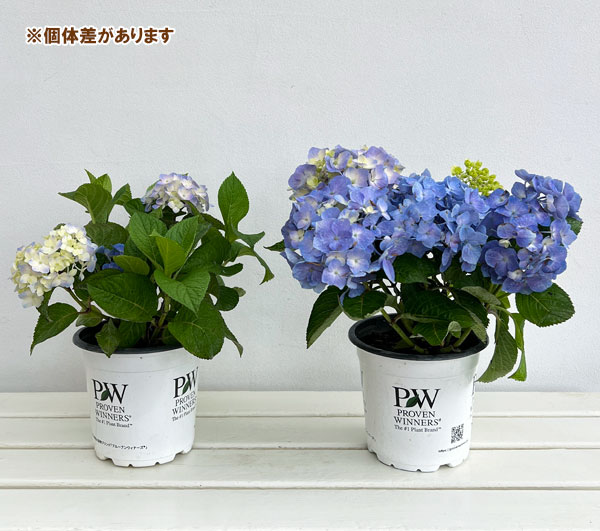 アジサイ：サマーメドレー ペールシャボン5号鉢植え