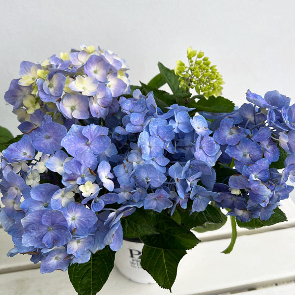 アジサイ：サマーメドレー ペールシャボン5号鉢植え
