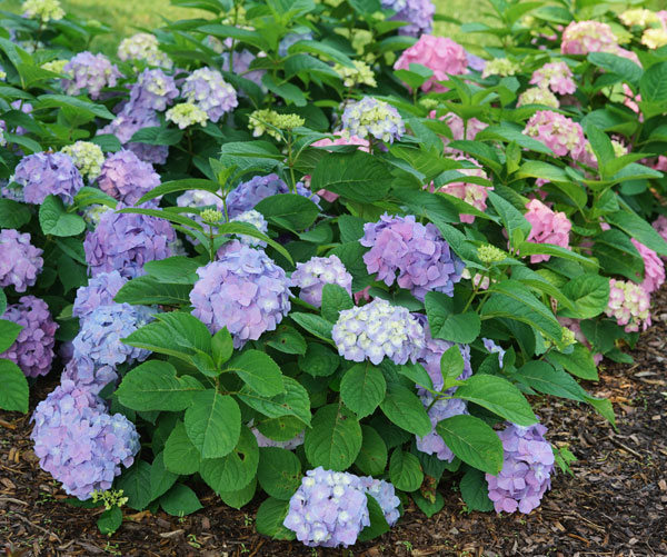 [26年5月中下旬予約]アジサイ：サマーメドレー ペールシャボン5号鉢植え