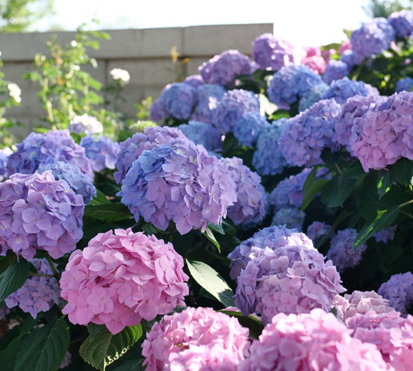 [26年5月中下旬予約]アジサイ：サマーメドレー ペールシャボン5号鉢植え