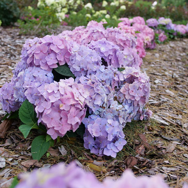 [26年5月中下旬予約]アジサイ：サマーメドレー ペールシャボン5号鉢植え