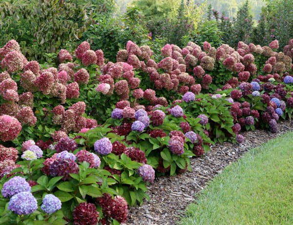 [26年5月中下旬予約]アジサイ：サマーメドレー ペールシャボン5号鉢植え