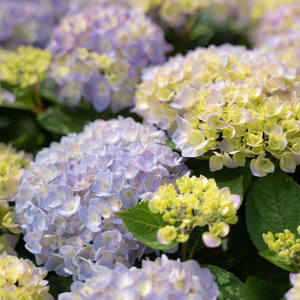 [26年5月中下旬予約]アジサイ：サマーメドレー ペールシャボン5号鉢植え