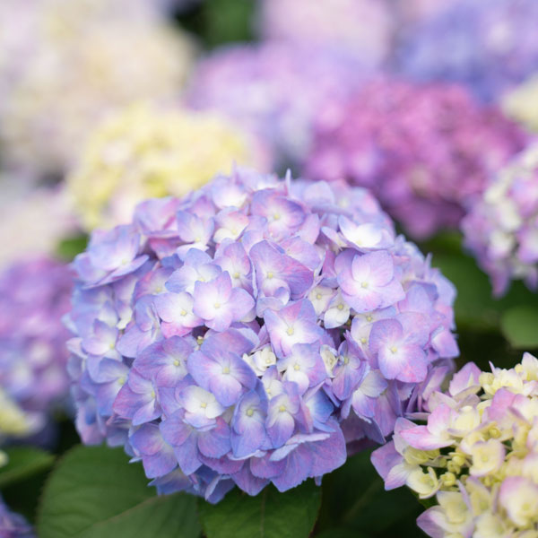 [26年5月中下旬予約]アジサイ：サマーメドレー ペールシャボン5号鉢植え