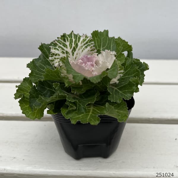 ハボタン（葉牡丹）：プラチナケール  クリスタル バニラ3号ポット