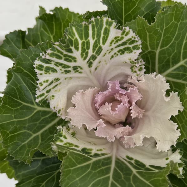 ハボタン（葉牡丹）：プラチナケール  クリスタル バニラ3号ポット