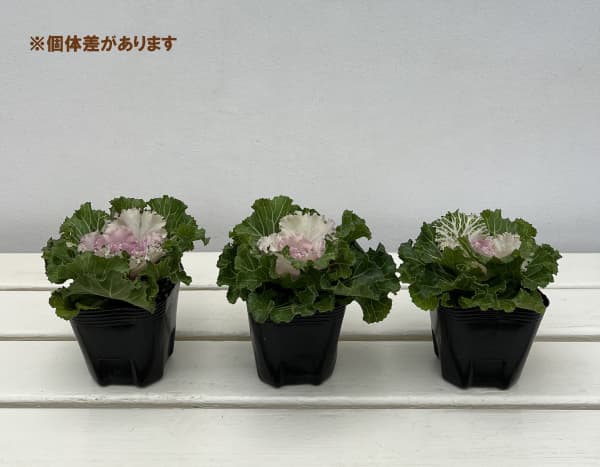 ハボタン（葉牡丹）：プラチナケール  クリスタル バニラ3号ポット