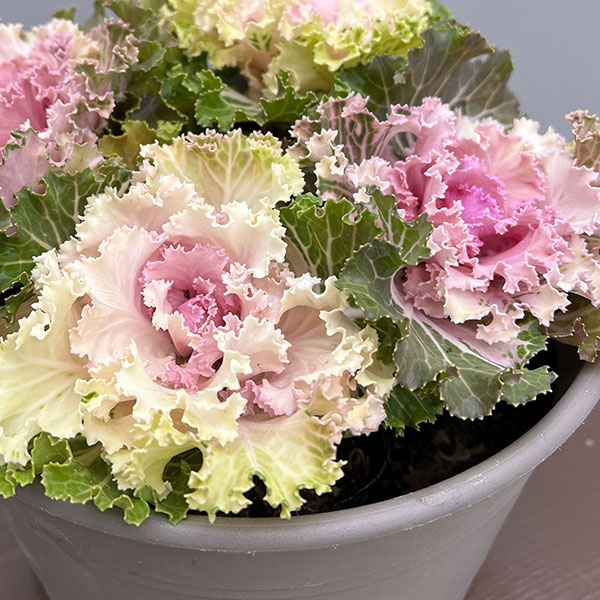 園芸ネット本店｜ハボタン（葉牡丹）：プラチナケール クリスタル