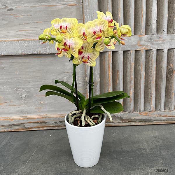 園芸ネット本店｜ミディコチョウラン：ゴールドベイビー2本立ち4号陶器