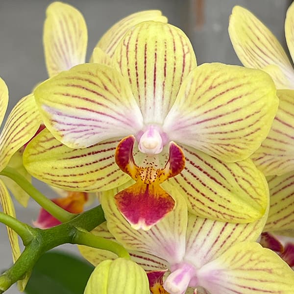 園芸ネット本店｜ミディコチョウラン：ゴールドベイビー2本立ち4号陶器