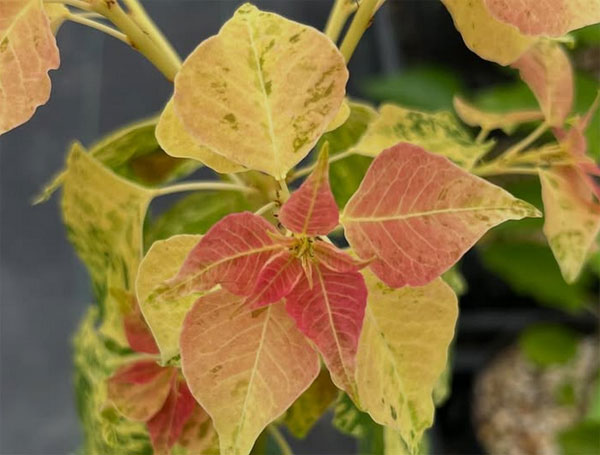 ナンキンハゼ：メトロキャンドル6号ポット