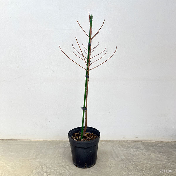 ナンキンハゼ：メトロキャンドル6号ポット