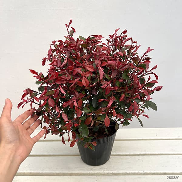 カナメモチ：リトルフェンナ5号ポット